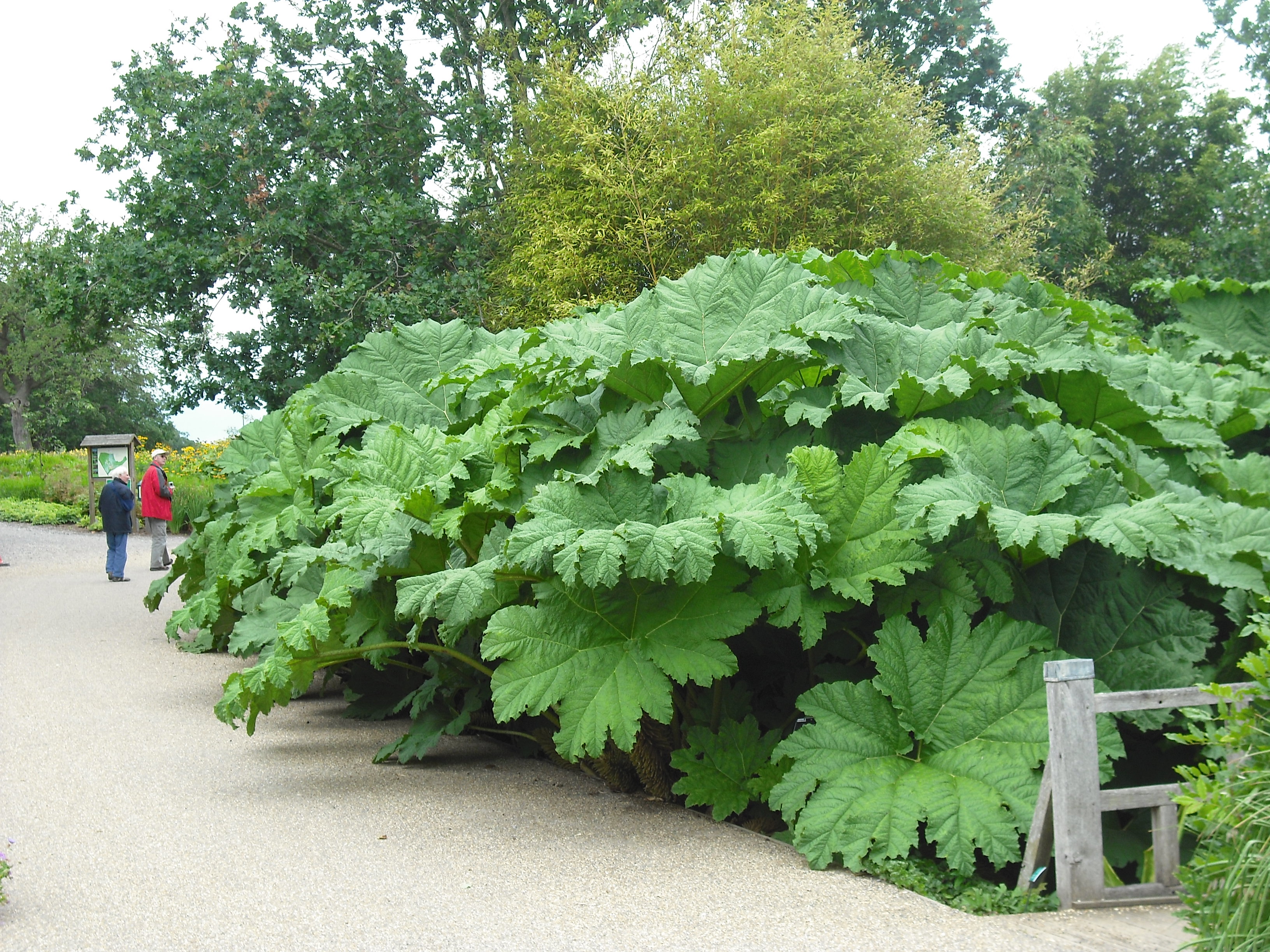 Gunnera manicata